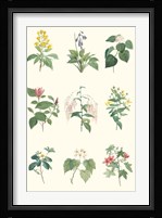 Soft Botanical Chart Fine Art Print