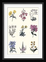 Antique Floral Chart Fine Art Print