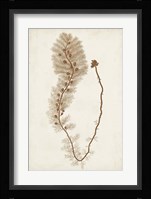 Sepia Seaweed III Fine Art Print