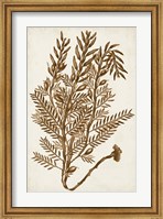 Sepia Seaweed IV Fine Art Print