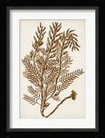 Sepia Seaweed IV Fine Art Print