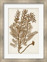 Sepia Seaweed IV Fine Art Print
