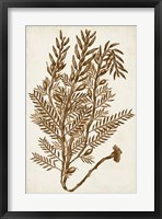Sepia Seaweed IV Framed Print