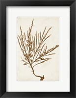 Sepia Seaweed V Fine Art Print