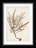 Sepia Seaweed V Fine Art Print
