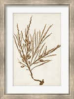 Sepia Seaweed V Fine Art Print