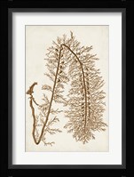 Sepia Seaweed VI Fine Art Print
