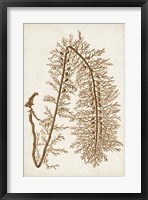 Sepia Seaweed VI Framed Print