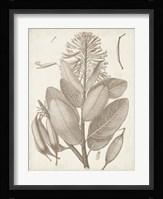 Sepia Exotic Plants I Framed Print