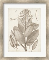 Sepia Exotic Plants I Fine Art Print