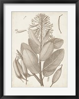 Sepia Exotic Plants I Fine Art Print