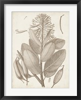 Sepia Exotic Plants I Framed Print