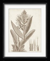 Sepia Exotic Plants II Framed Print