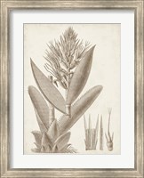 Sepia Exotic Plants II Fine Art Print