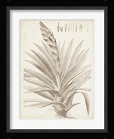 Sepia Exotic Plants III Framed Print
