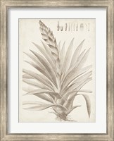 Sepia Exotic Plants III Fine Art Print
