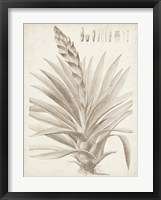 Sepia Exotic Plants III Framed Print