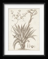 Sepia Exotic Plants IV Framed Print