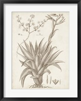 Sepia Exotic Plants IV Fine Art Print