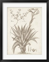 Sepia Exotic Plants IV Framed Print