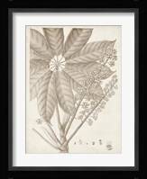 Sepia Exotic Plants V Framed Print
