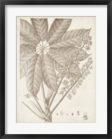 Sepia Exotic Plants V Fine Art Print