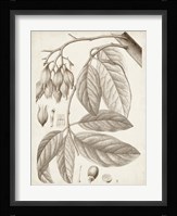 Sepia Exotic Plants VI Fine Art Print