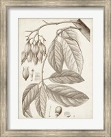 Sepia Exotic Plants VI Fine Art Print