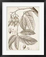 Sepia Exotic Plants VI Fine Art Print