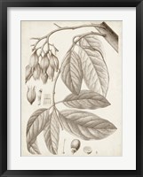 Sepia Exotic Plants VI Framed Print