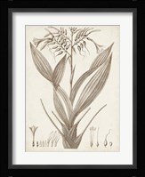 Sepia Exotic Plants VII Fine Art Print
