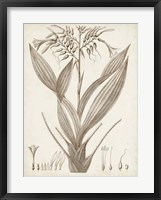 Sepia Exotic Plants VII Fine Art Print
