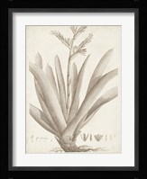 Sepia Exotic Plants VIII Framed Print
