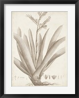 Sepia Exotic Plants VIII Framed Print
