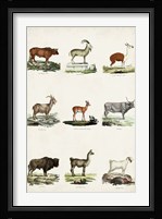 Antique Animal Chart I Fine Art Print