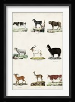Antique Animal Chart II Fine Art Print