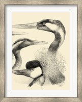Waterbird Sketchbook I Fine Art Print