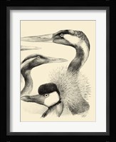 Waterbird Sketchbook I Framed Print