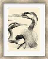Waterbird Sketchbook I Fine Art Print
