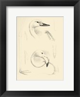 Waterbird Sketchbook II Fine Art Print