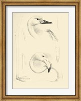 Waterbird Sketchbook II Fine Art Print