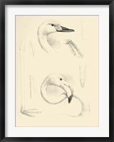 Waterbird Sketchbook II Fine Art Print