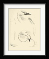Waterbird Sketchbook II Framed Print