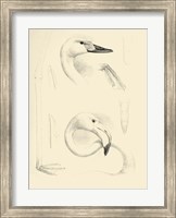 Waterbird Sketchbook II Fine Art Print