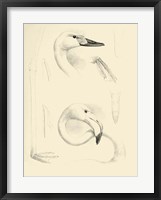 Waterbird Sketchbook II Fine Art Print