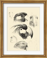 Waterbird Sketchbook III Fine Art Print