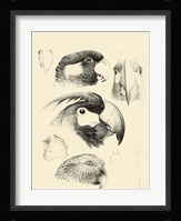Waterbird Sketchbook III Framed Print
