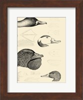 Waterbird Sketchbook IV Fine Art Print