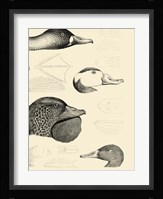 Waterbird Sketchbook IV Fine Art Print