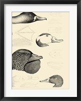 Waterbird Sketchbook IV Fine Art Print